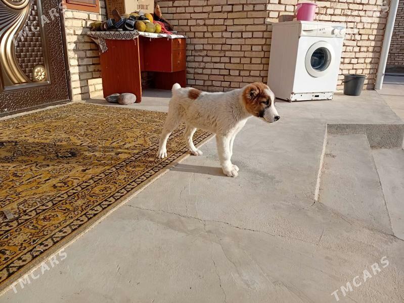 güjük - Байрамали - img 2