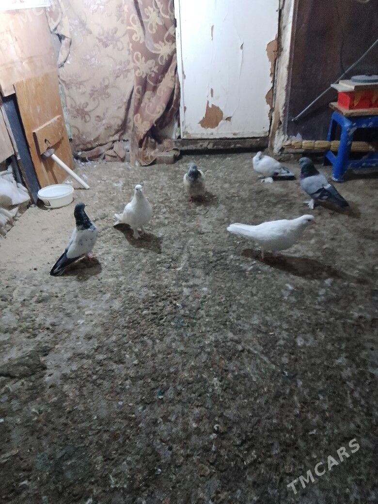 Голуби - Ашхабад - img 4