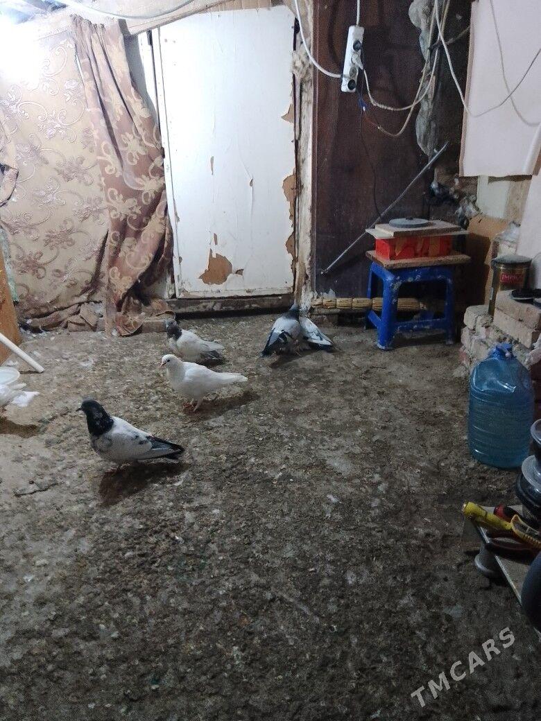 Голуби - Ашхабад - img 3