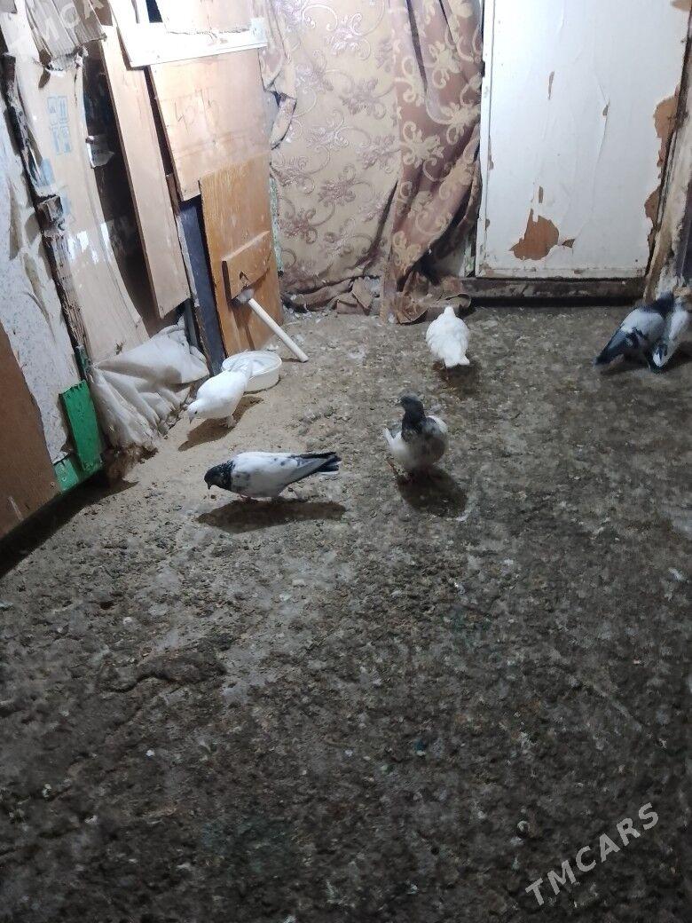 Голуби - Ашхабад - img 2