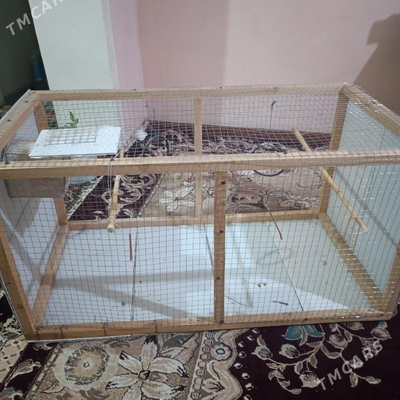 popugay ketek - Туркменабат - img 2