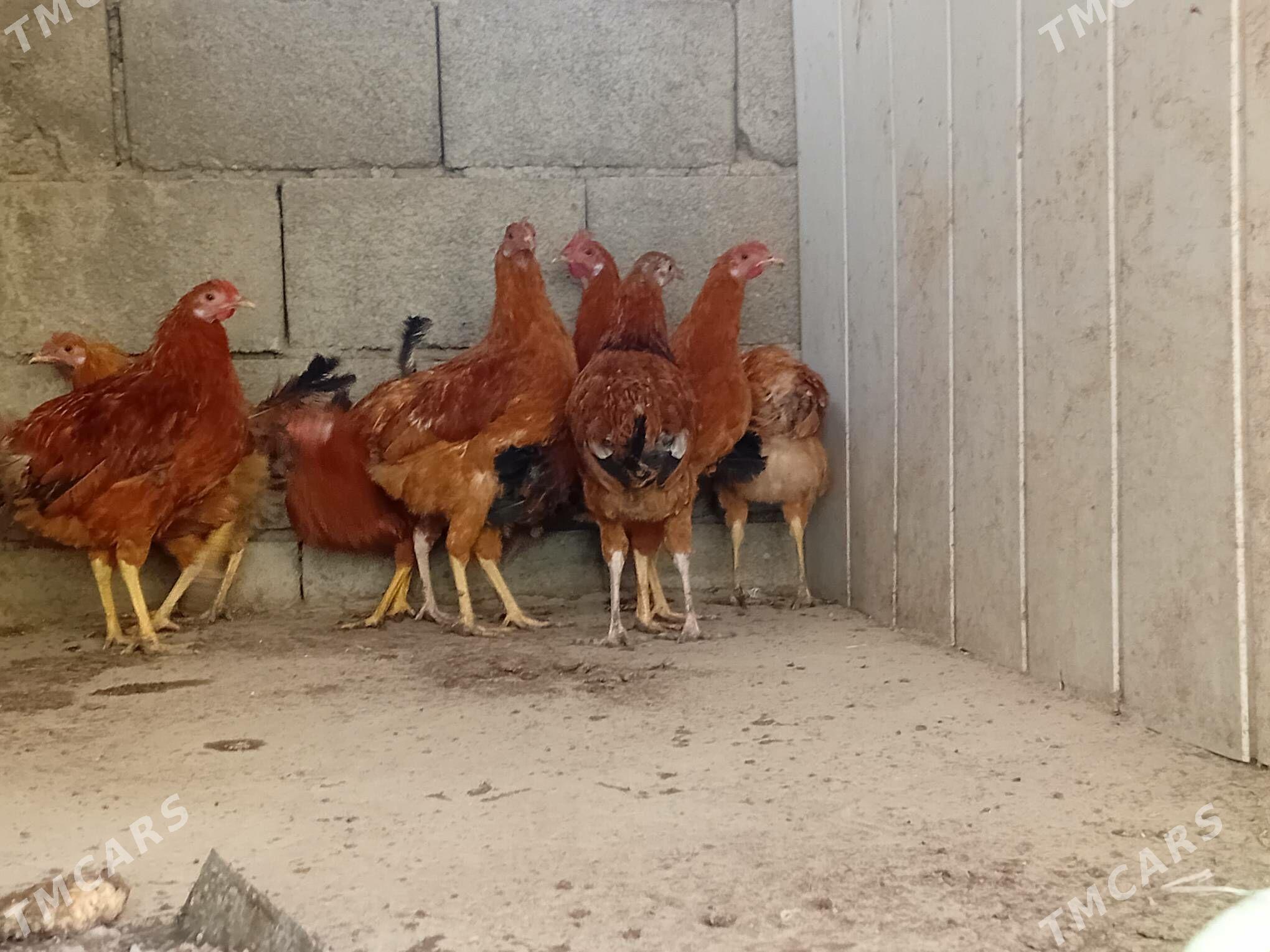 horaz - Гызыларбат - img 3