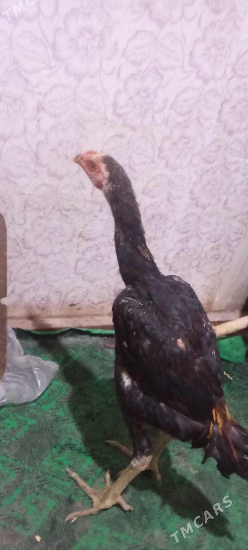 Paroda juja - Şabat etr. - img 2