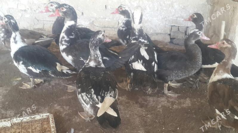 Ördek - Кака - img 3