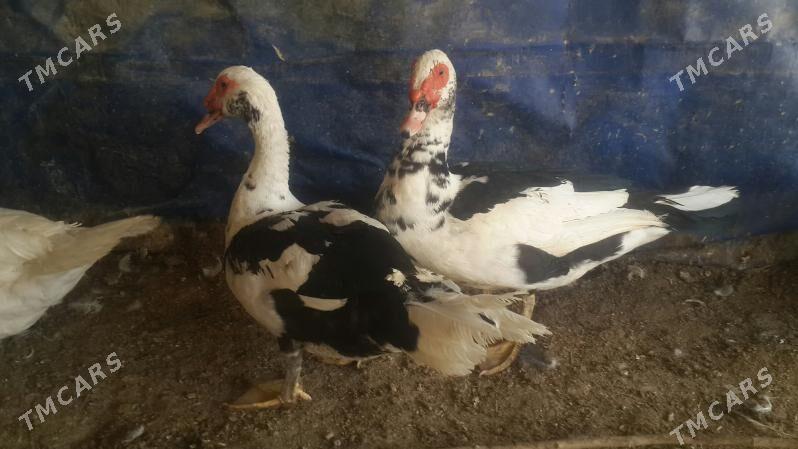 Ördek - Кака - img 2