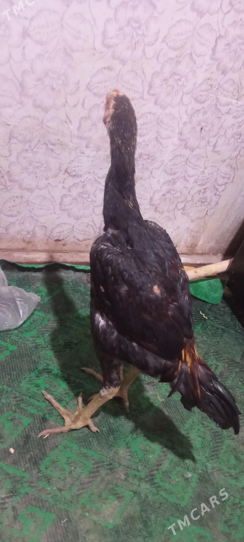 Paroda juja - Şabat etr. - img 3