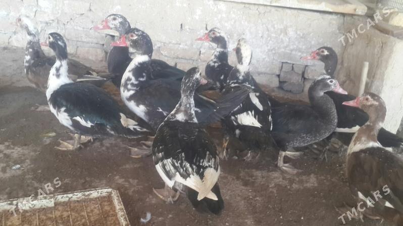 Ördek - Кака - img 4