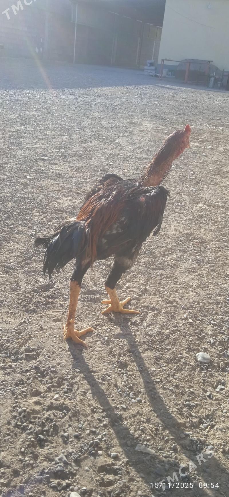 ozwek teşgent - Анев - img 4