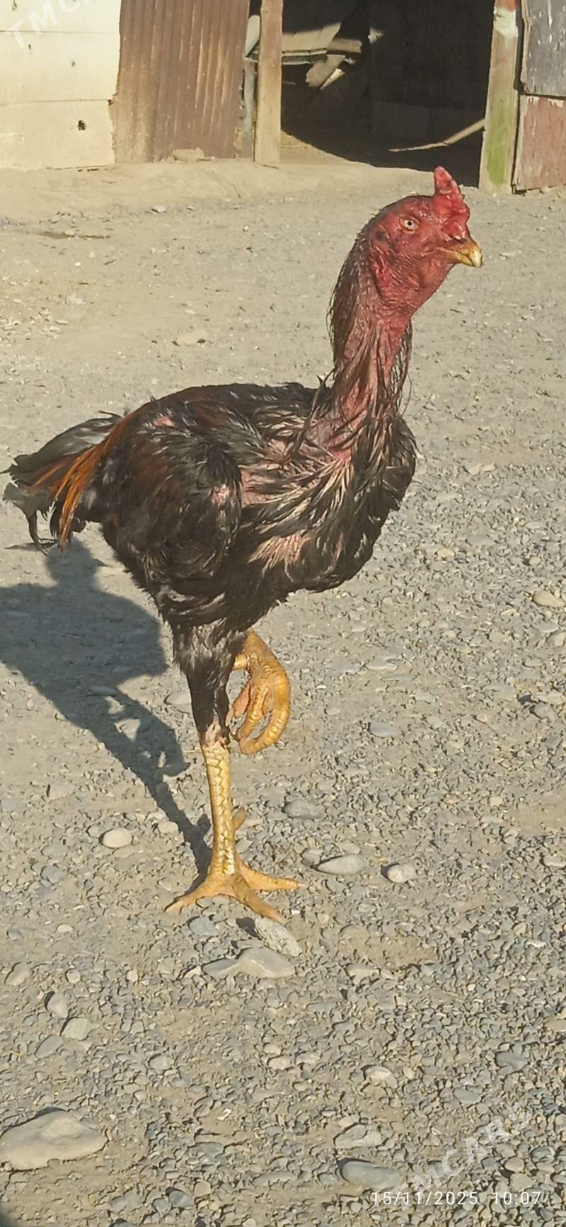 ozwek teşgent - Анев - img 2