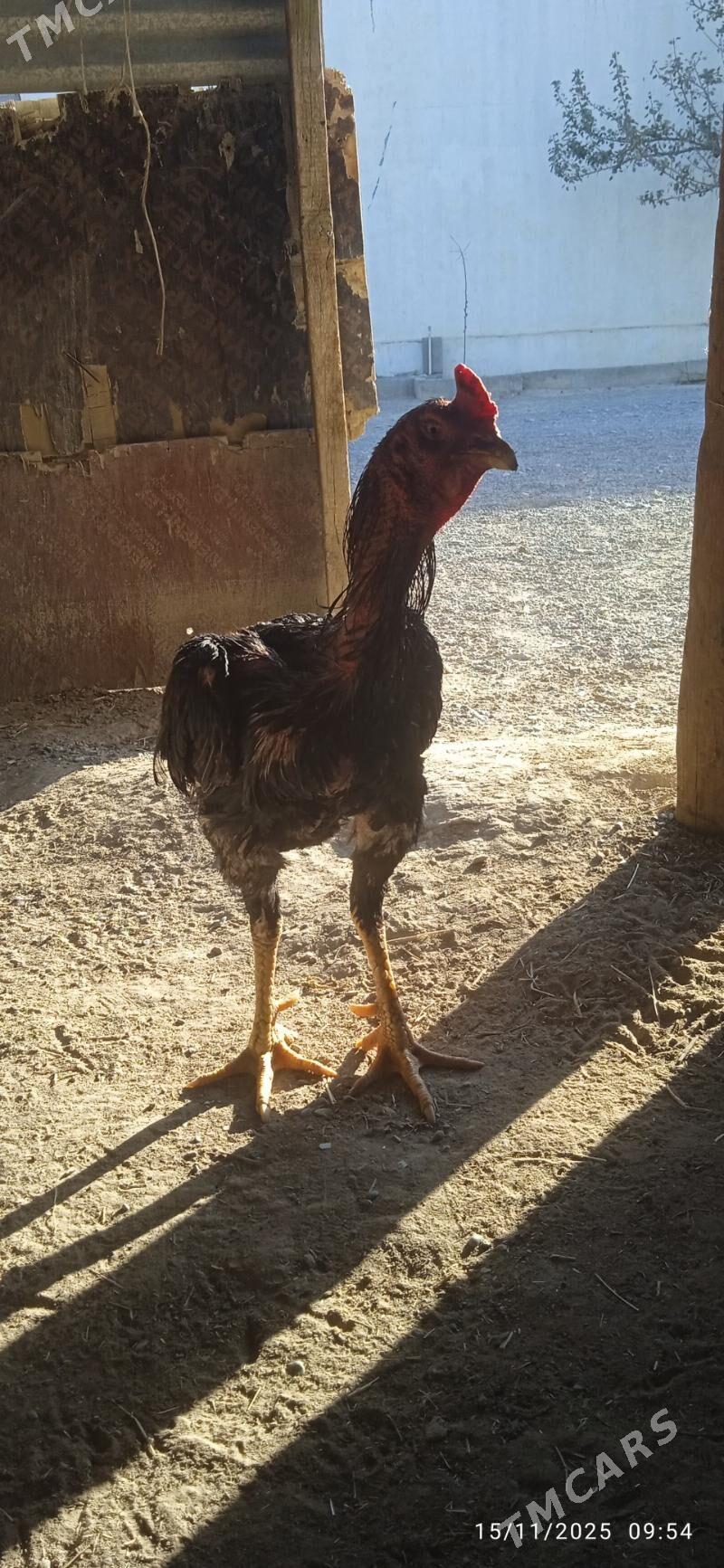 ozwek teşgent - Анев - img 5