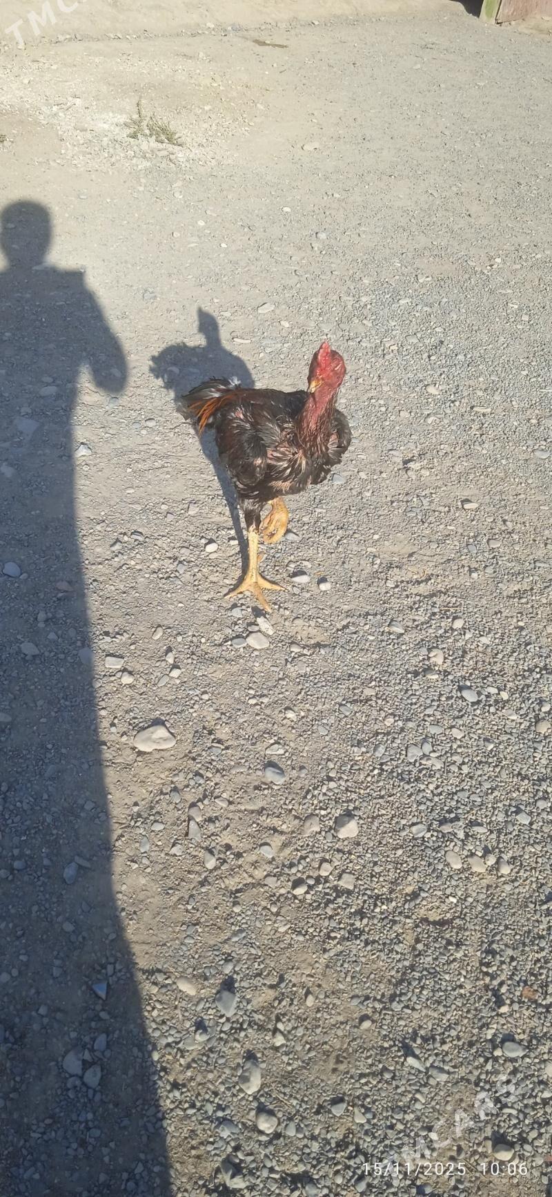 ozwek teşgent - Анев - img 3