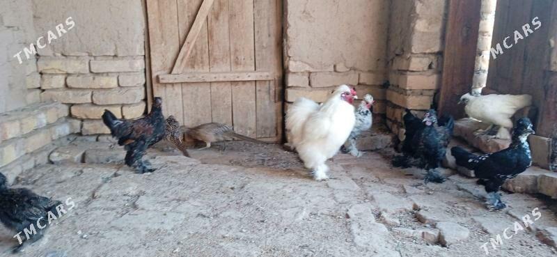 karlik - Görogly (Tagta) - img 1