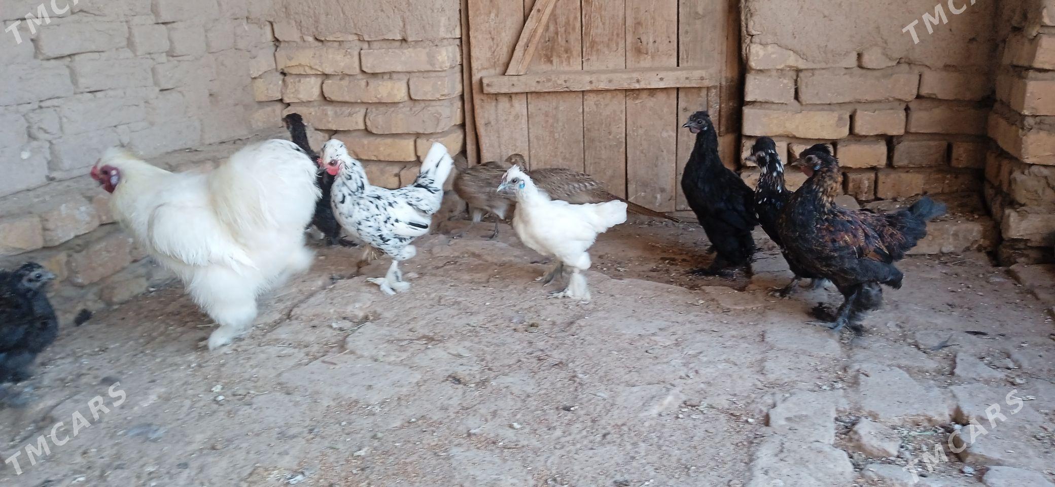 karlik - Görogly (Tagta) - img 3