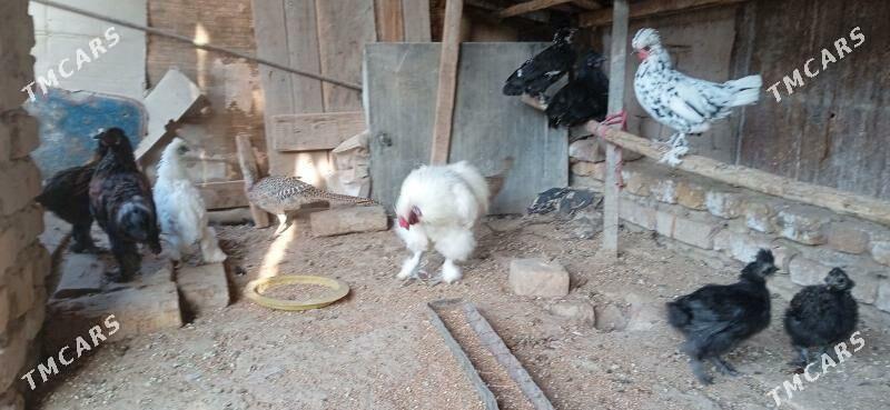 karlik - Görogly (Tagta) - img 4