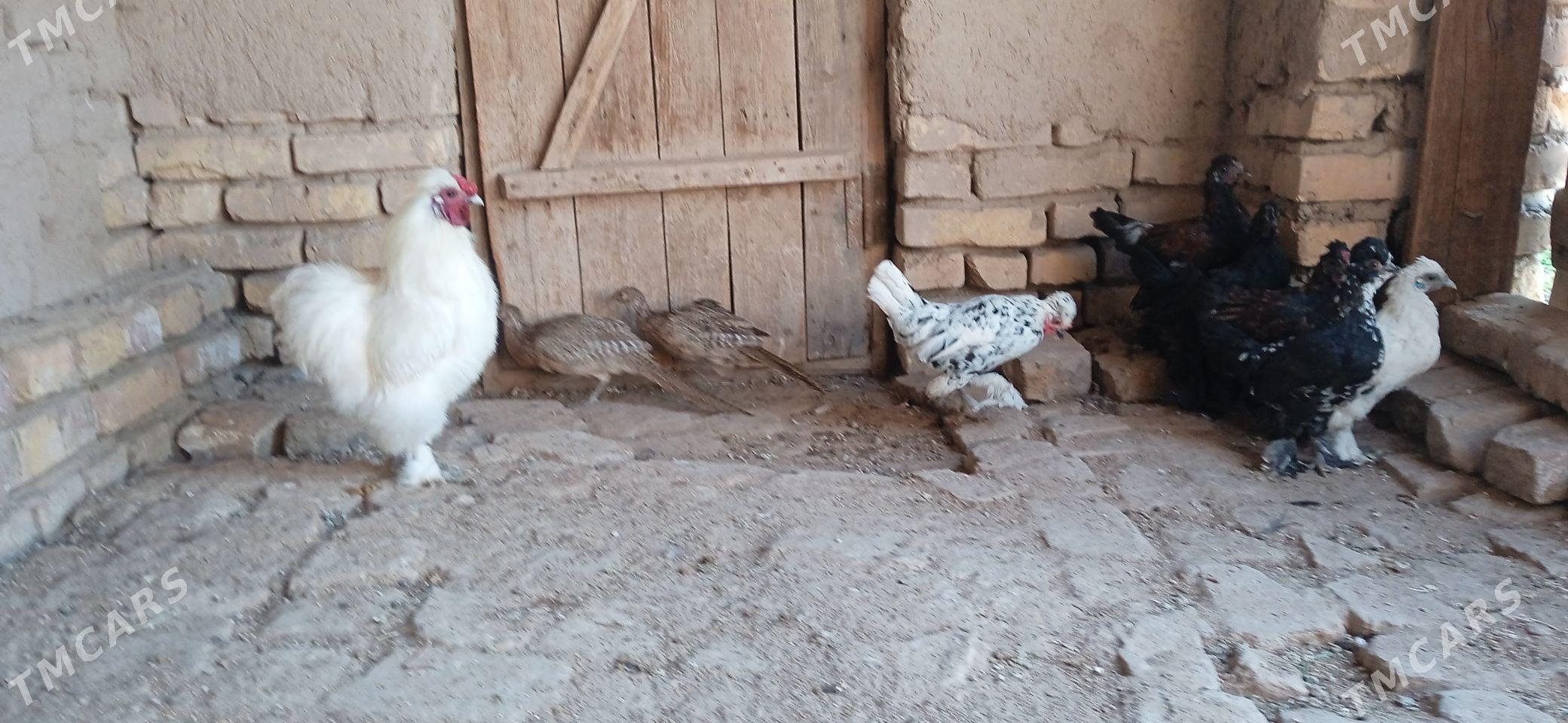 karlik - Görogly (Tagta) - img 2