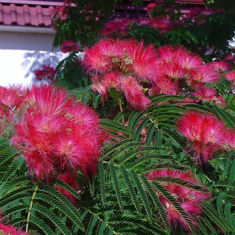 bag - Кипджак - img 3