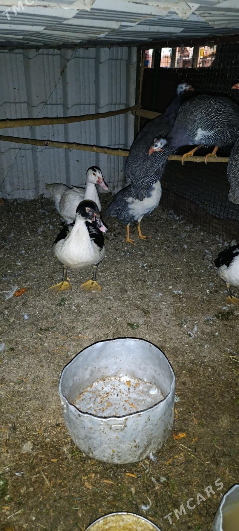 indawutga ordek - Гёкдепе - img 2