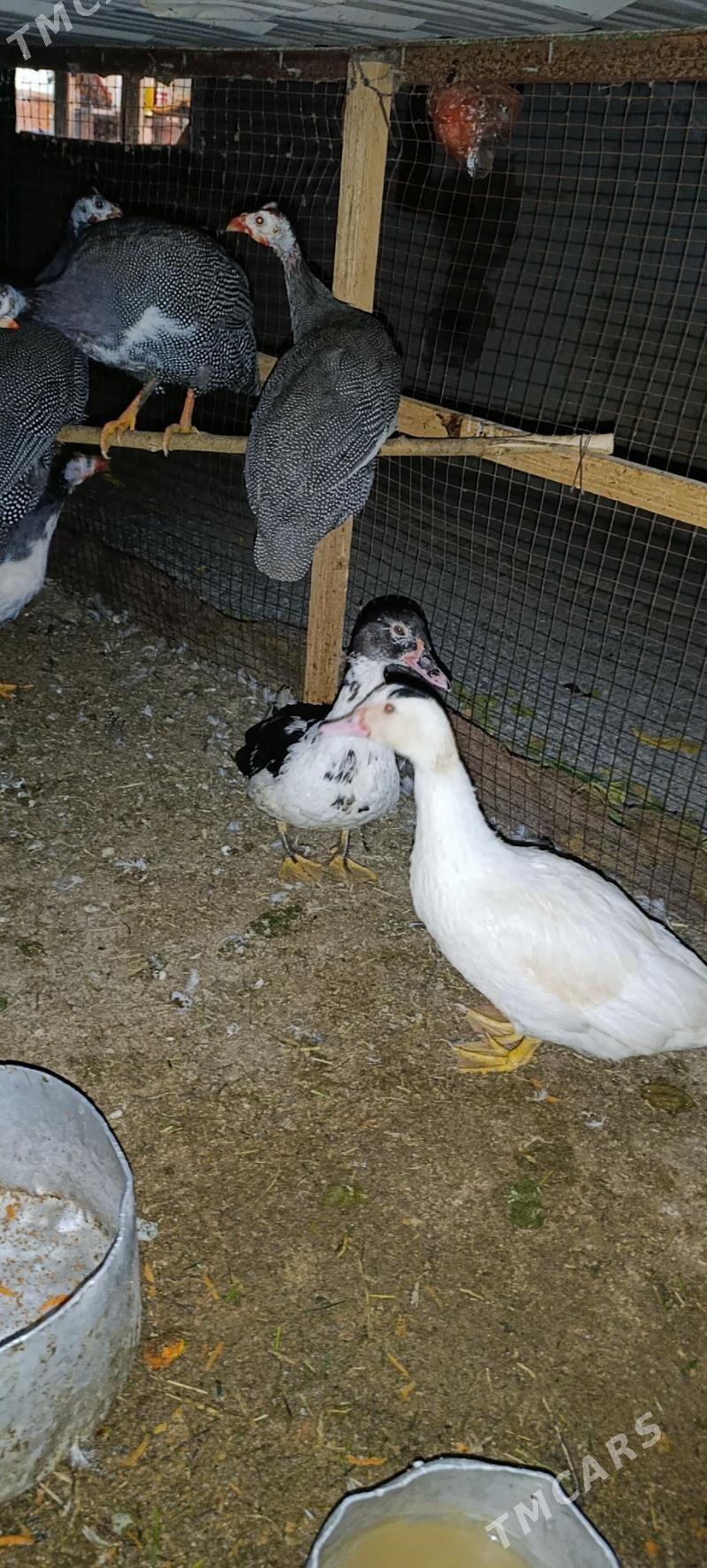 indawutga ordek - Гёкдепе - img 1