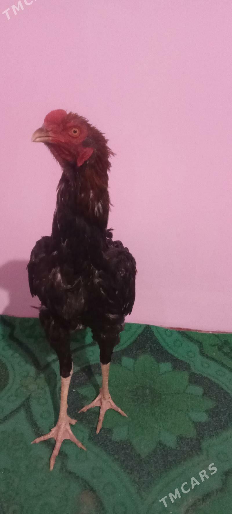 Paroda horaz - Шабатский этрап - img 2