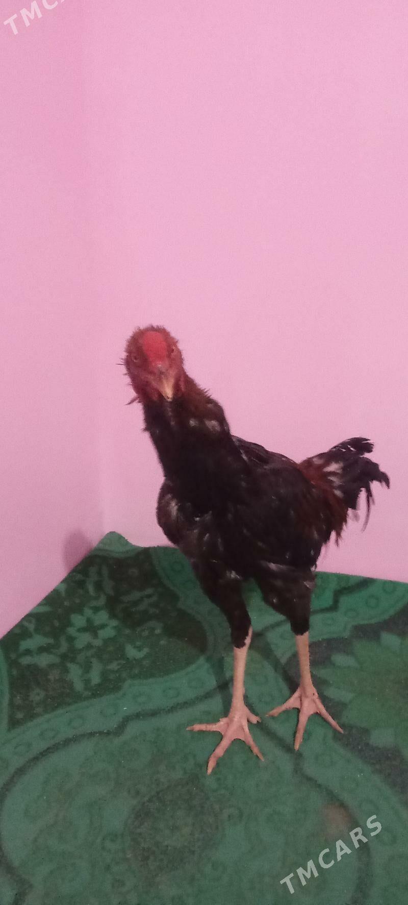 Paroda horaz - Шабатский этрап - img 3