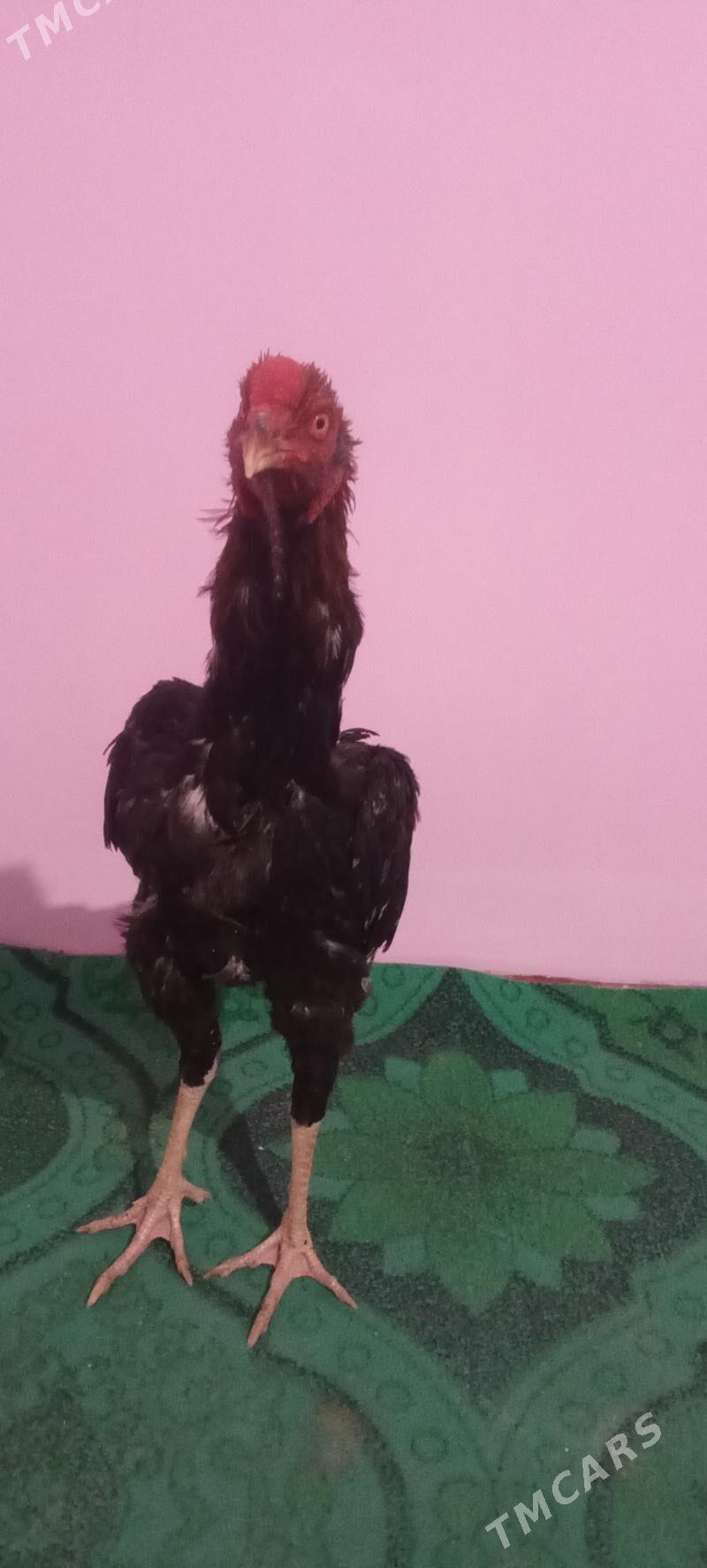 Paroda horaz - Шабатский этрап - img 1