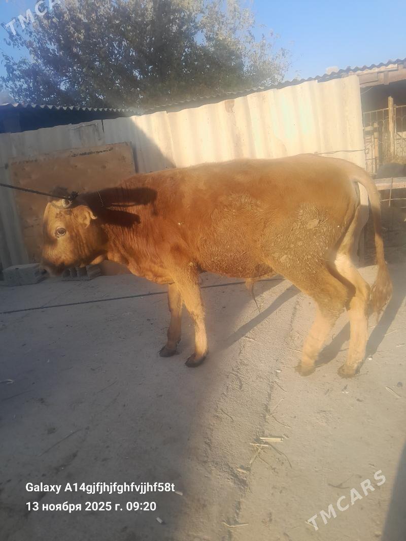 okuz - Aşgabat - img 3