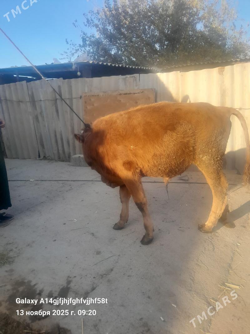 okuz - Aşgabat - img 2