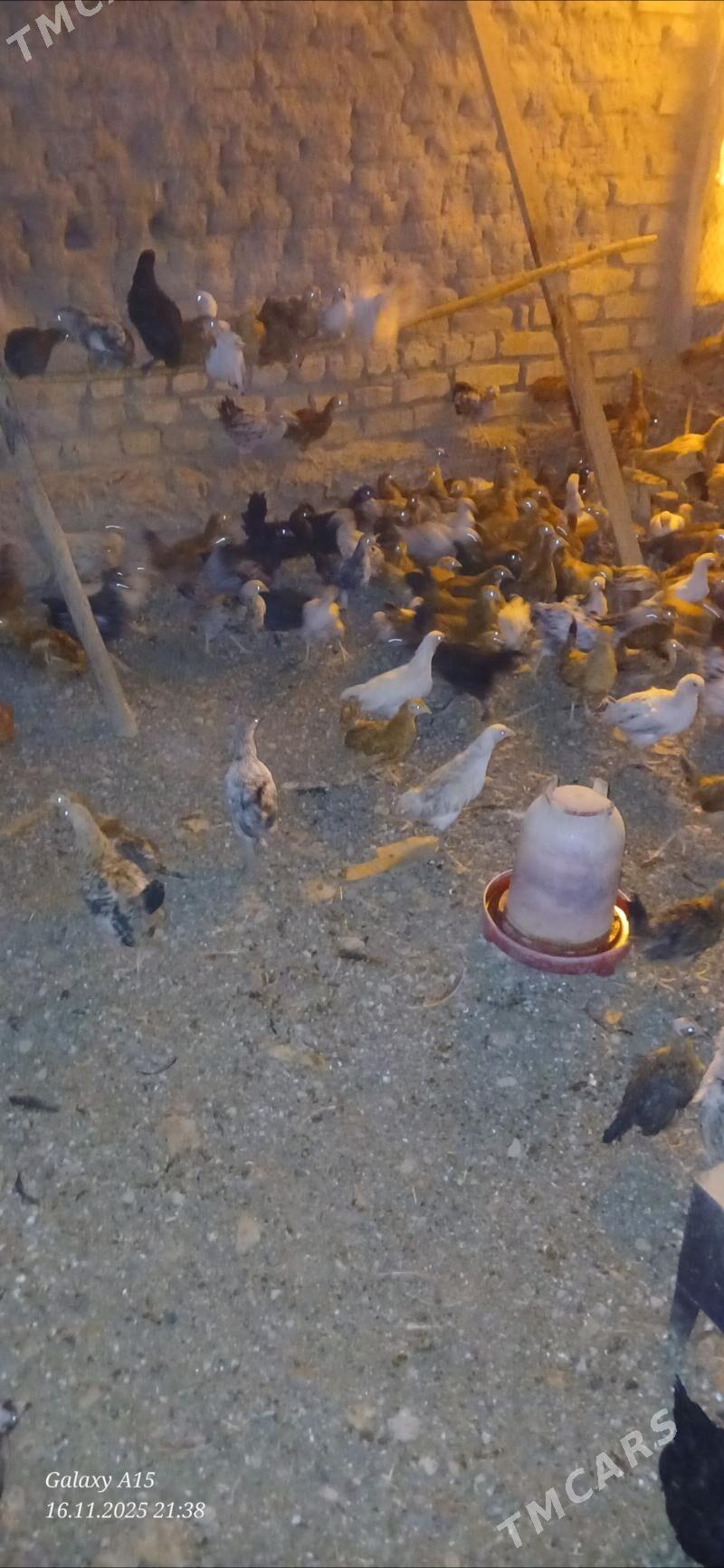 juje - Бабадайхан - img 1