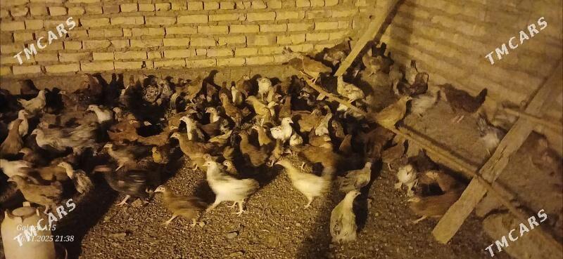 juje - Бабадайхан - img 3