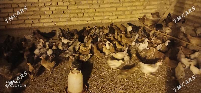 juje - Бабадайхан - img 6