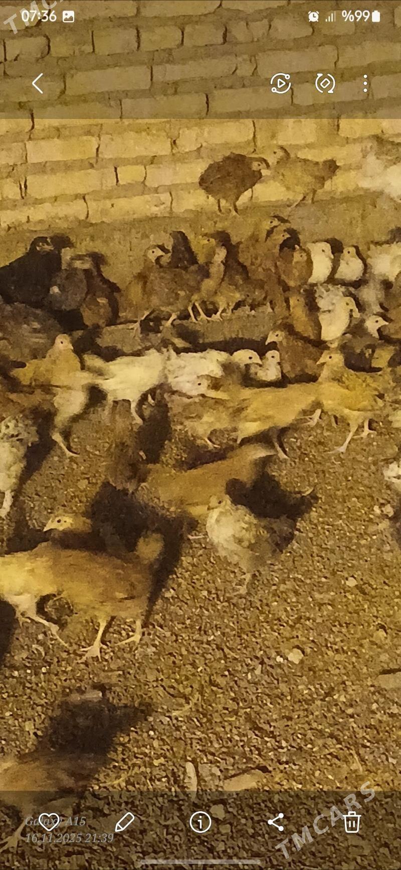 juje - Бабадайхан - img 5