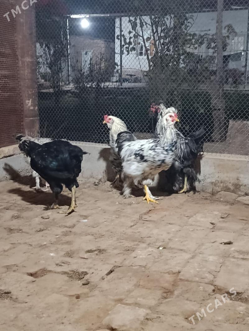 yas horaz - Мары - img 5