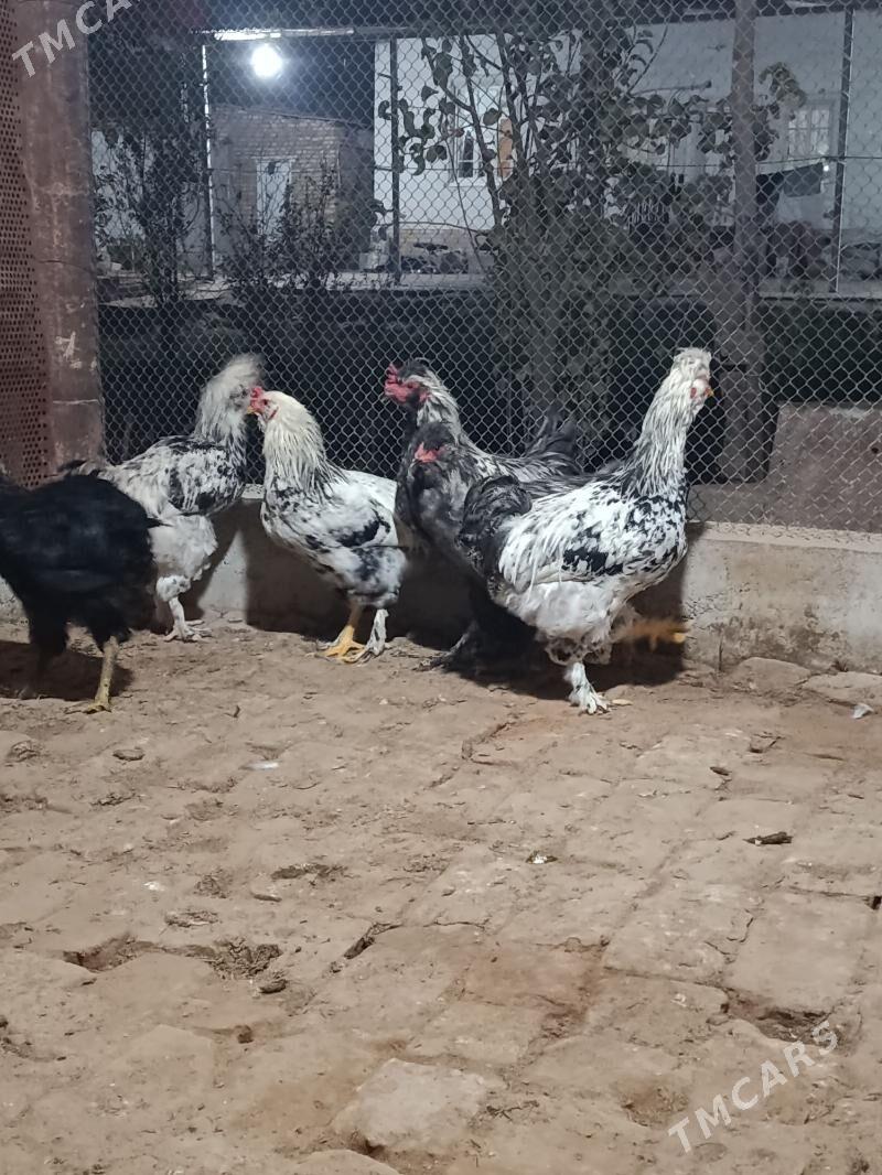 yas horaz - Мары - img 4