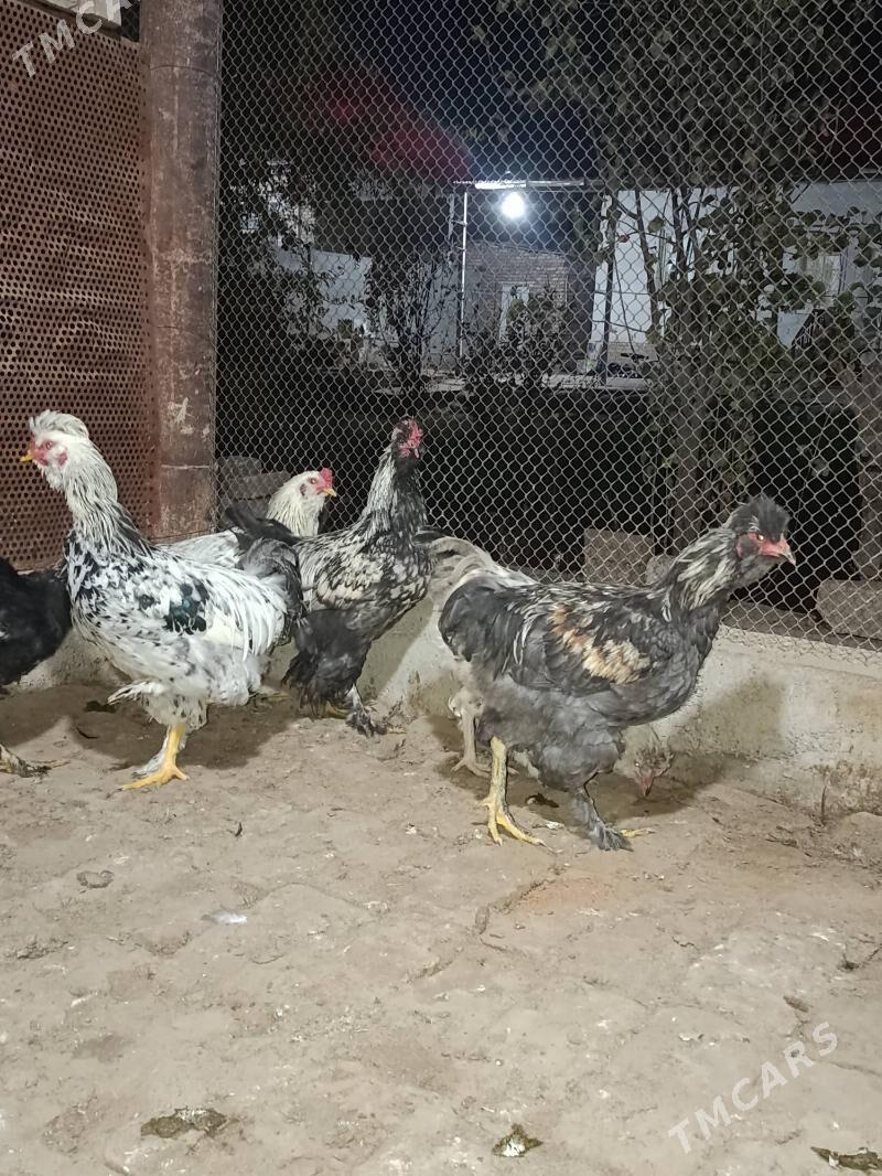 yas horaz - Мары - img 1