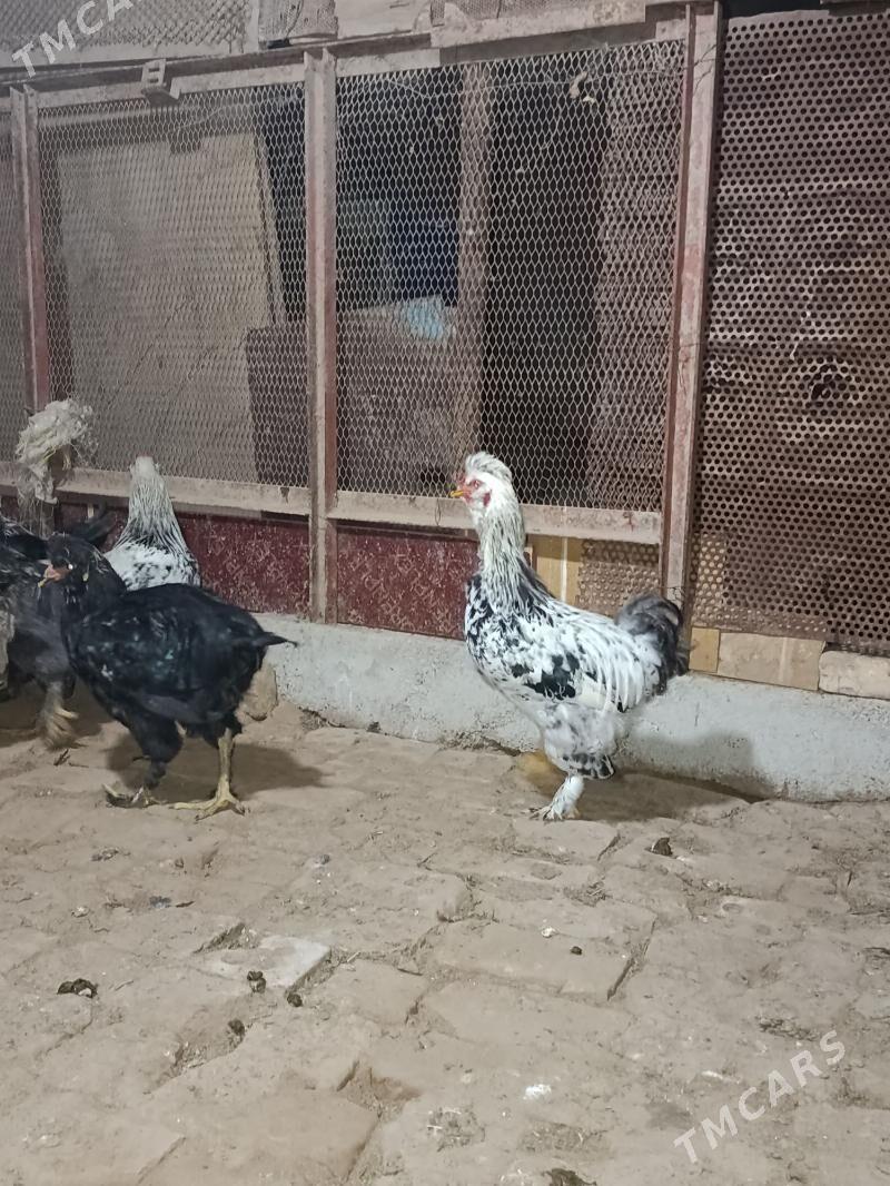 yas horaz - Мары - img 2