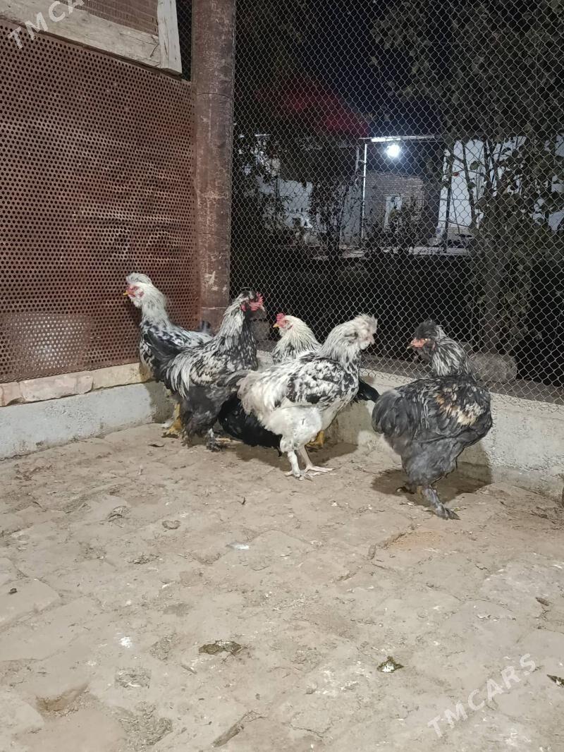 yas horaz - Мары - img 3