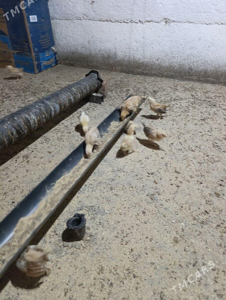 Towuk jüje - Gökdepe - img 1