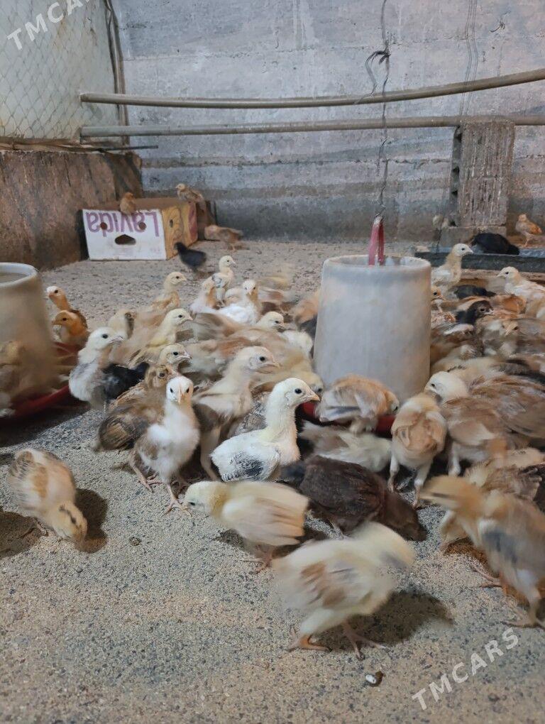 Towuk jüje - Gökdepe - img 7