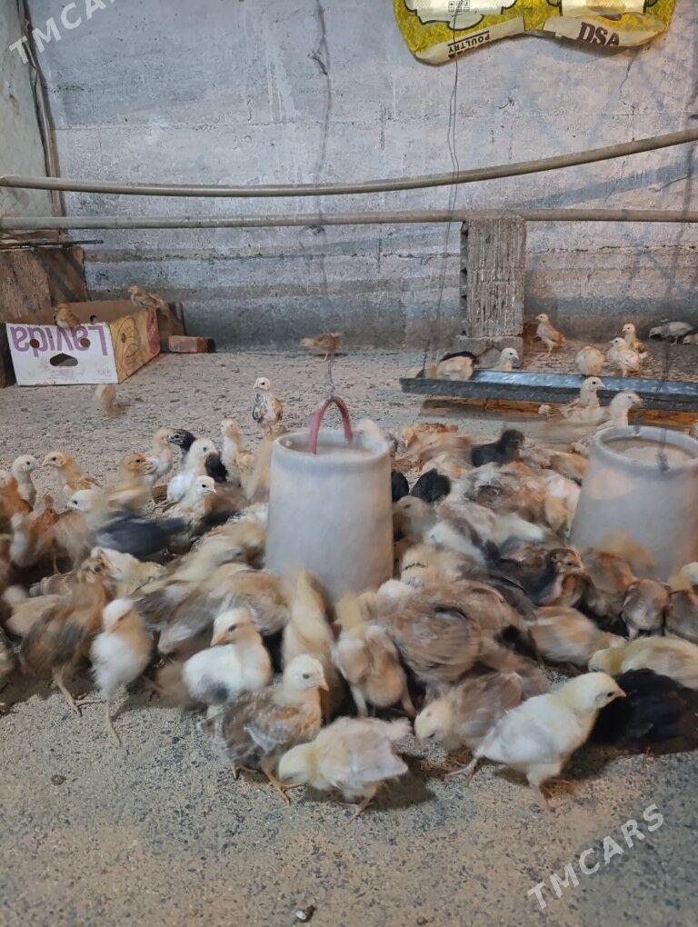 Towuk jüje - Gökdepe - img 6