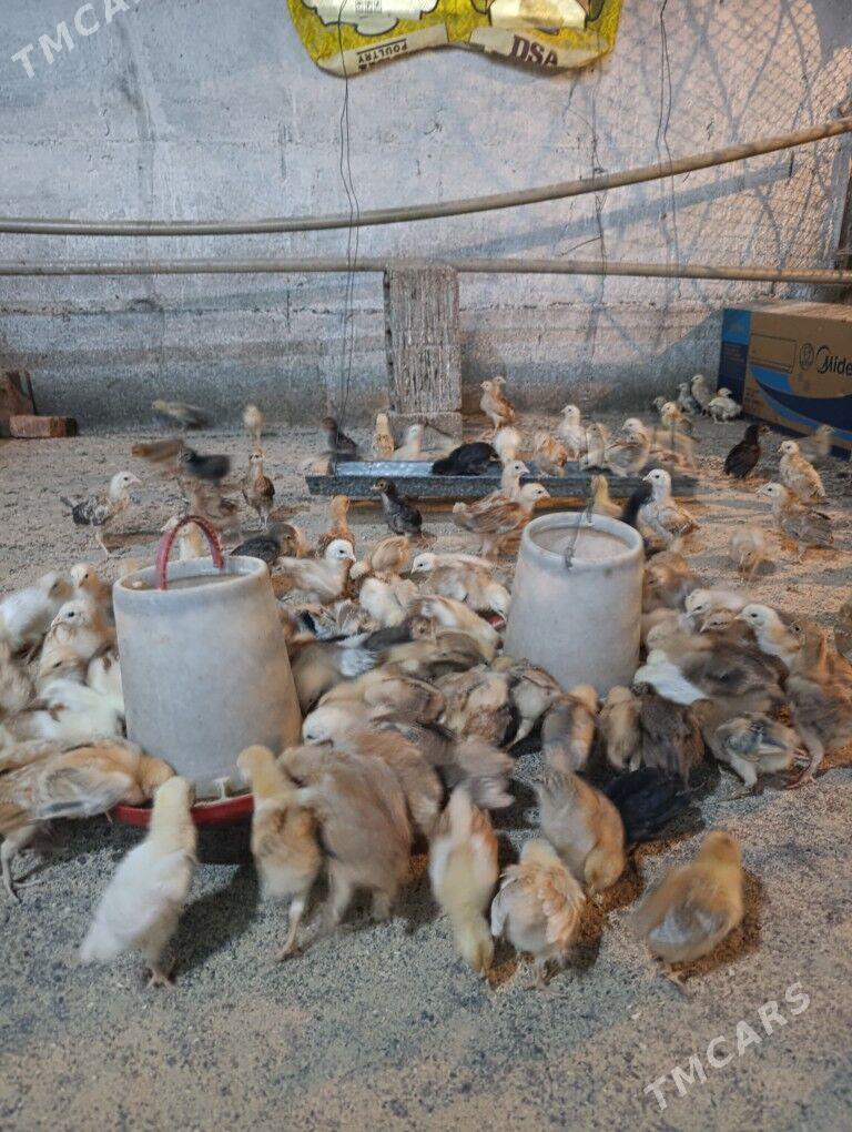 Towuk jüje - Gökdepe - img 8