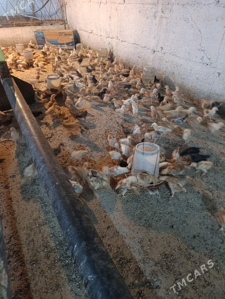 Towuk jüje - Gökdepe - img 3