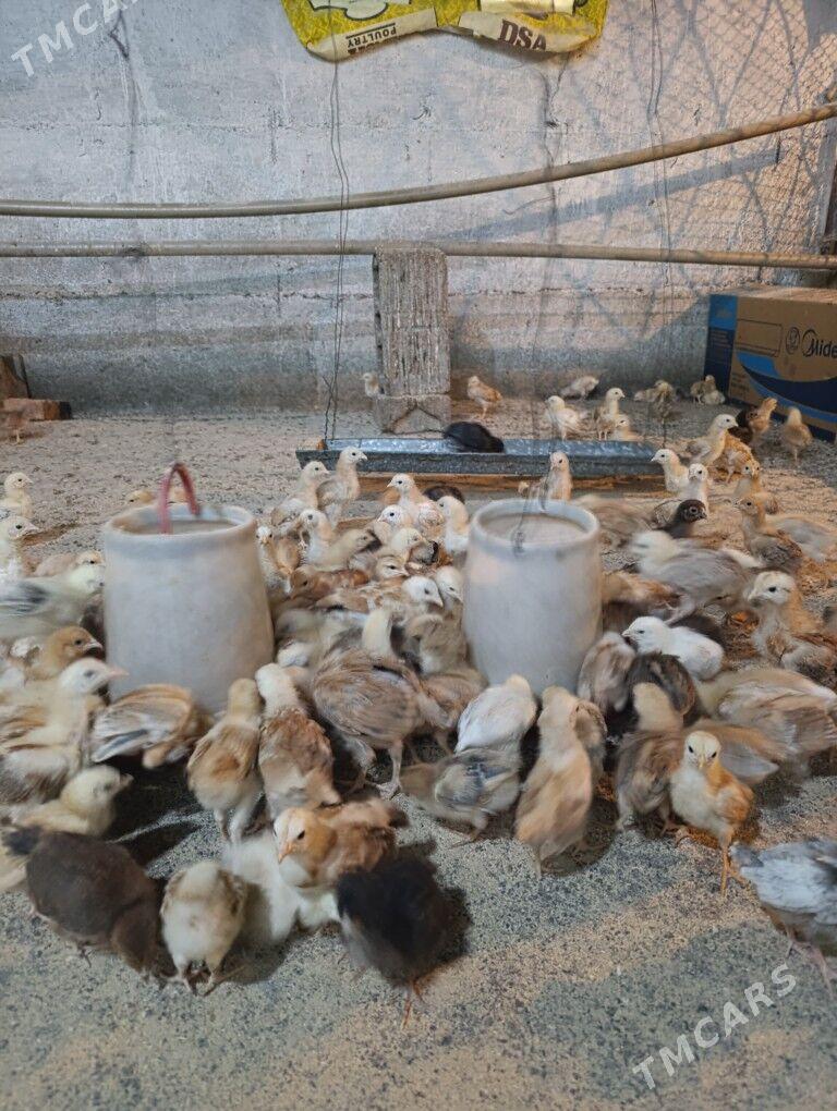 Towuk jüje - Gökdepe - img 4