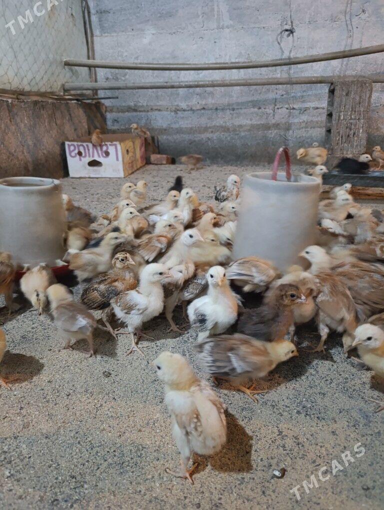 Towuk jüje - Gökdepe - img 5