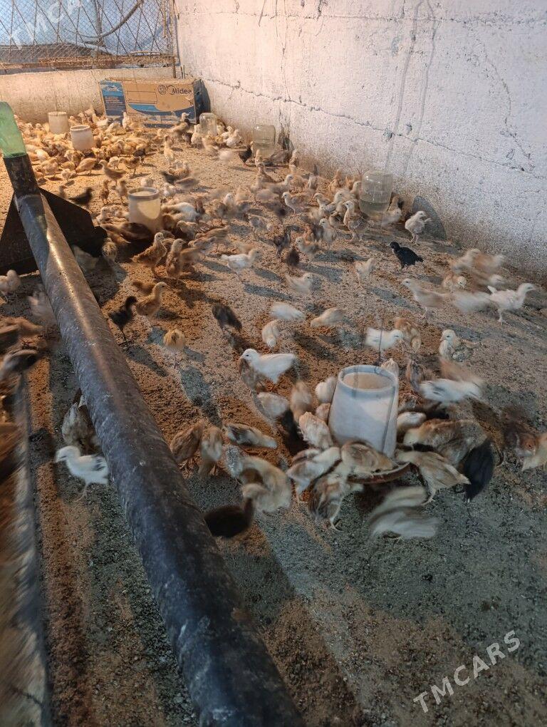 Towuk jüje - Gökdepe - img 2