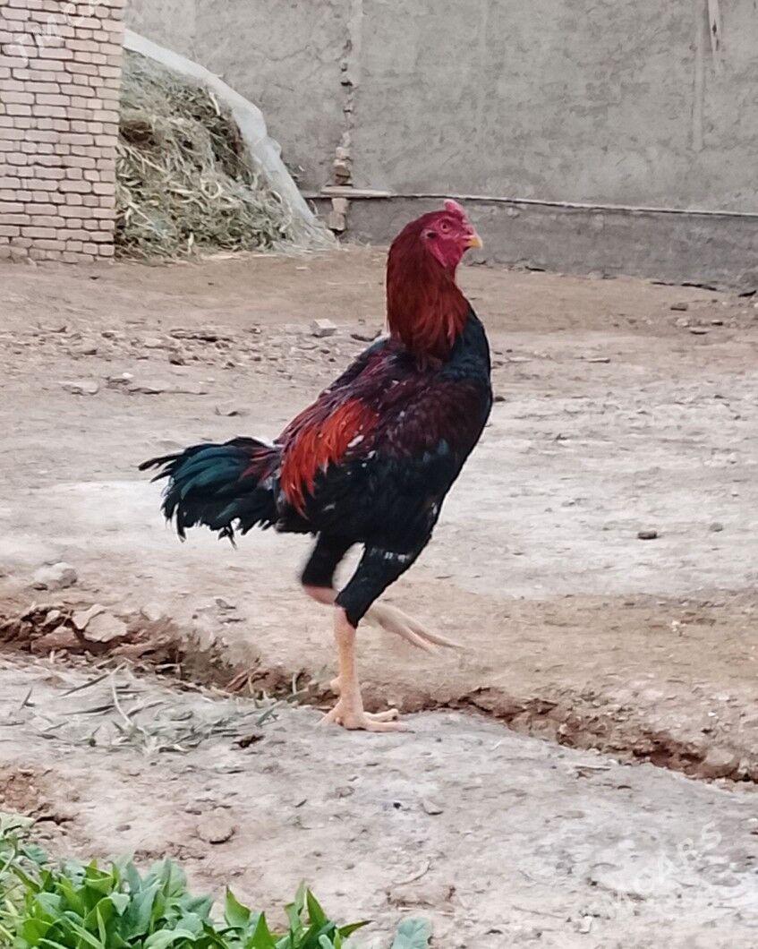 horoz - Baýramaly - img 2