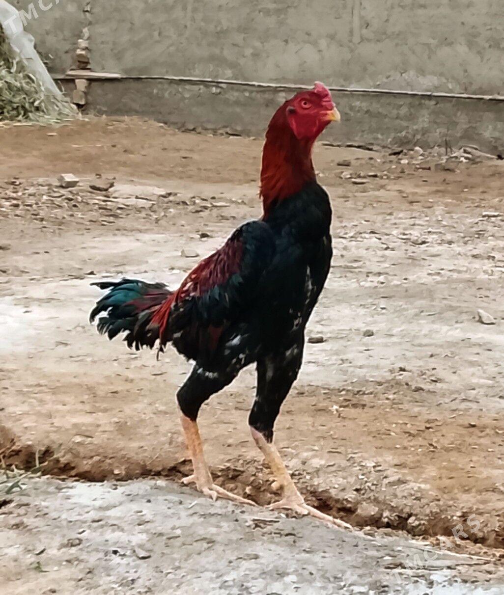 horoz - Baýramaly - img 1