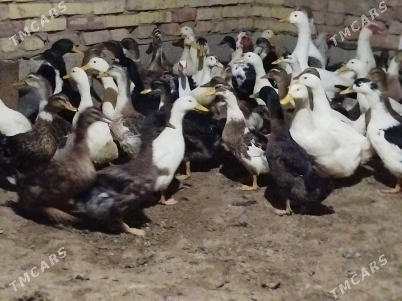 Gak Gak Ordek - Tejen - img 2