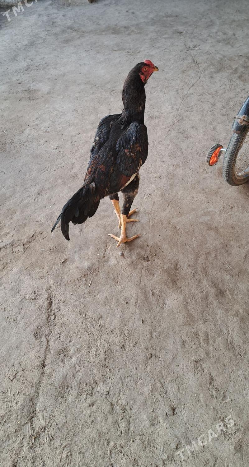 Boyes horaz - Халач - img 4