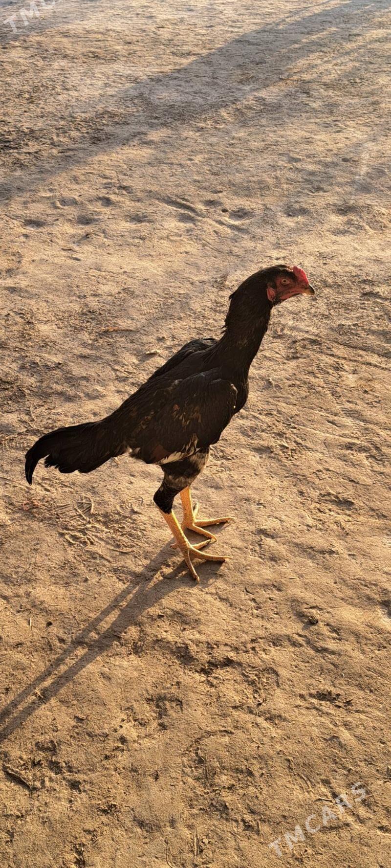 Boyes horaz - Халач - img 2