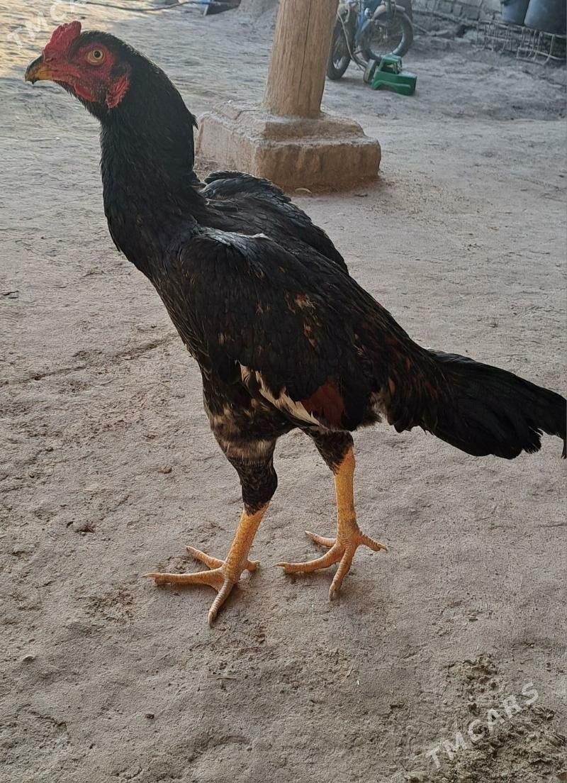 Boyes horaz - Халач - img 5